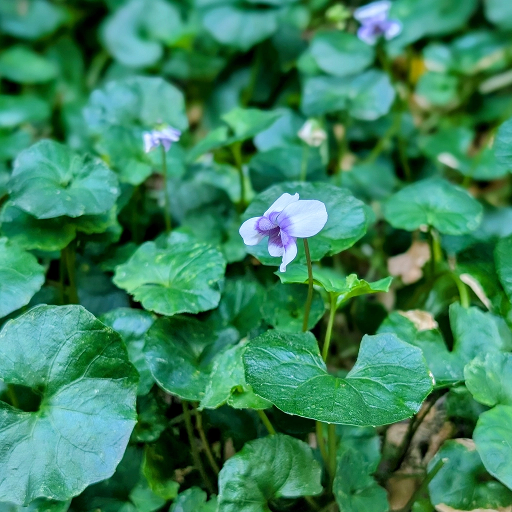 Our Top 5 Australian Native groundcover plants