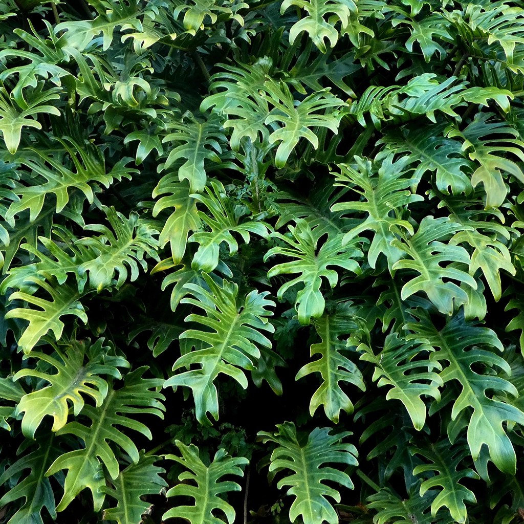 Top 5 Tropical Foliage Plants